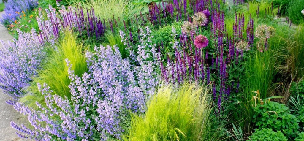 perennial border