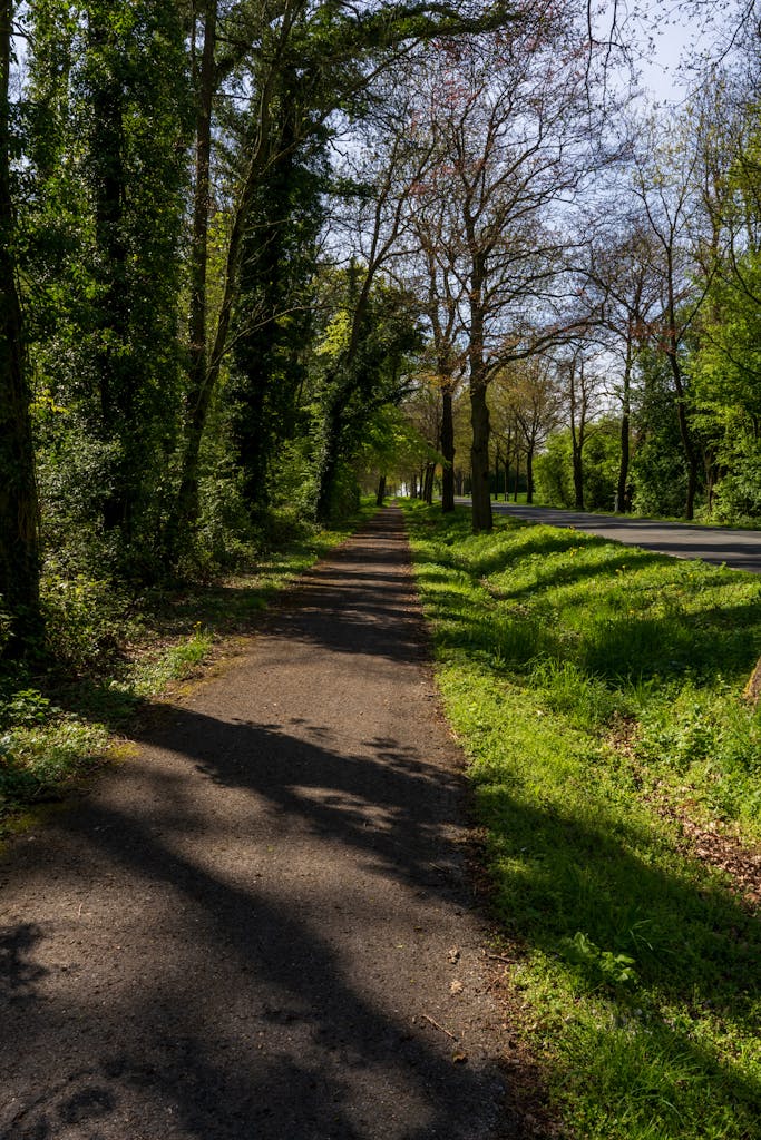 Exciting Things to Do in Halkidiki 10 A serene forest pathway surrounded by lush greenery and trees under a bright sunny sky.