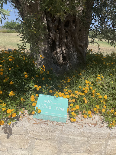 Mint Retreat Suites Halkidiki - Kalandra, Possidi - Greece - Ελληνικά 66 ChIJa2l7FuctphQRFGeXPnhjIas img eb20b24d4d0ffd874877a0e3148181ff