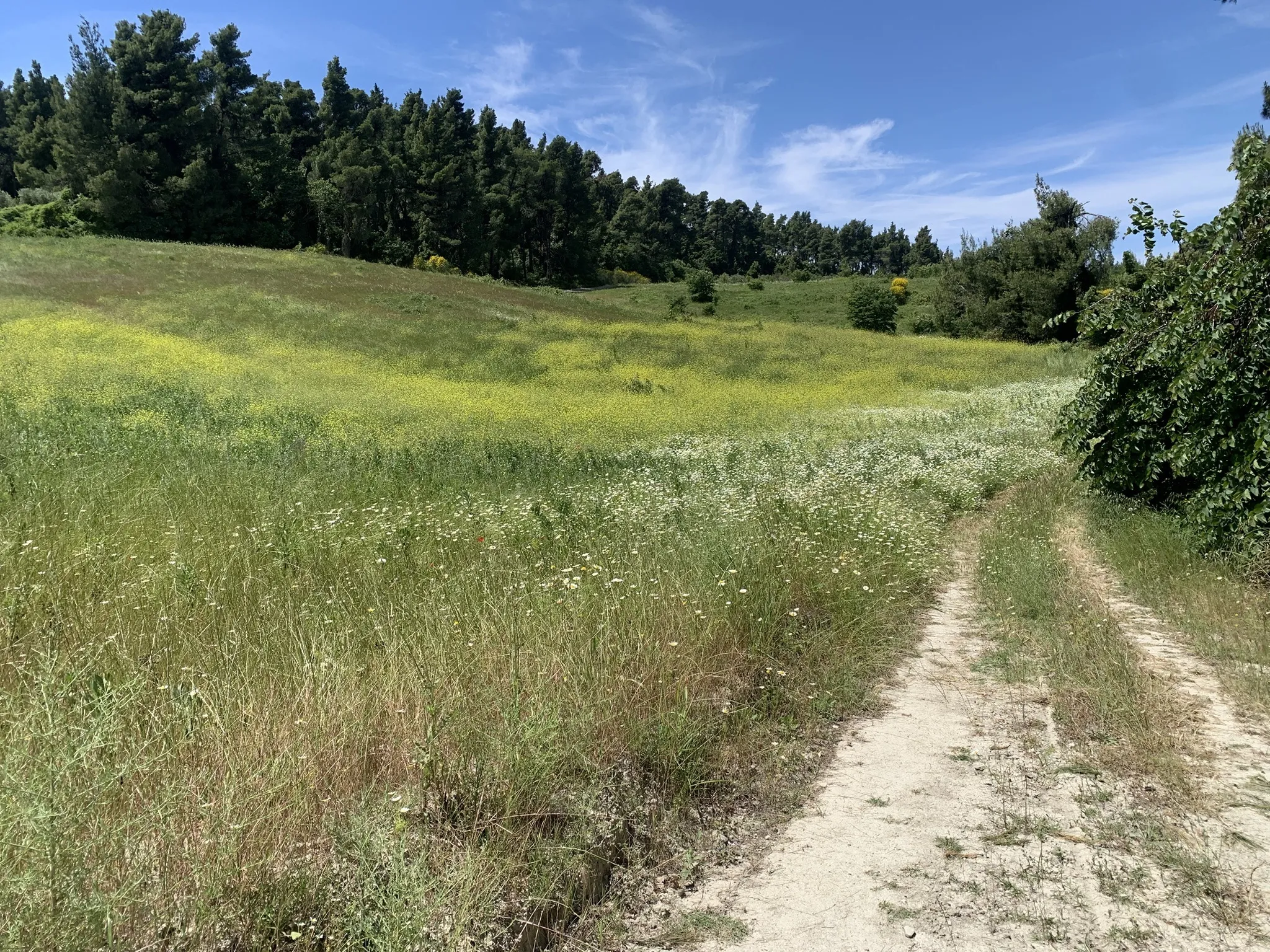 Exciting Things to Do in Halkidiki 57 Kassandrino-Forest