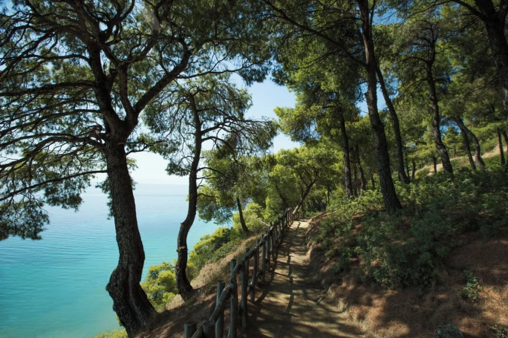Exciting Things to Do in Halkidiki 59 Sani Resort Forest Trail