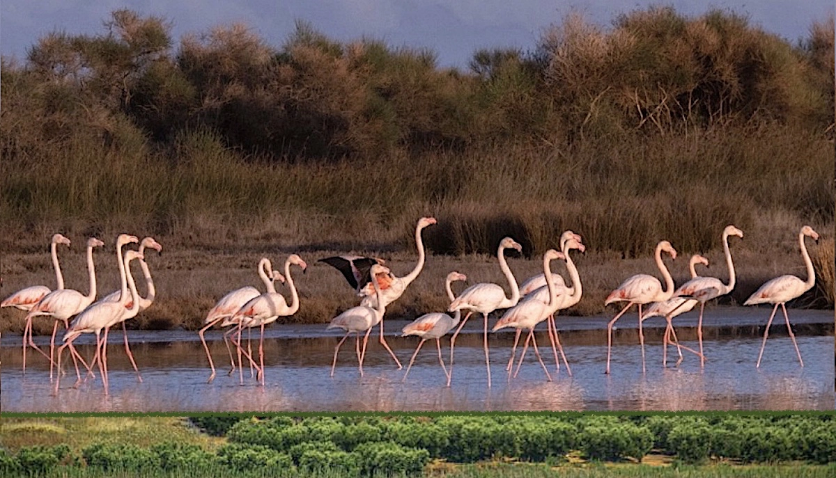 Exciting Things to Do in Halkidiki 58 flamingo