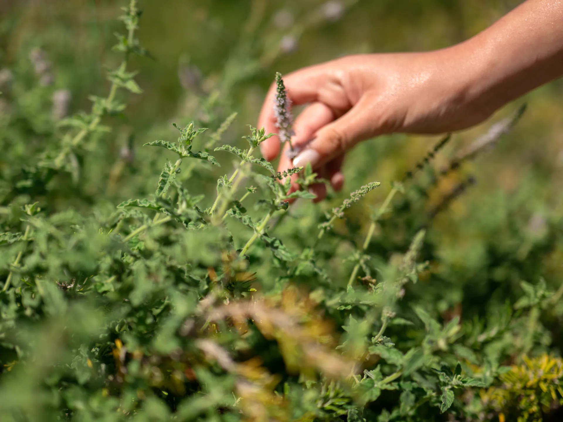 Mint Retreat Suites Halkidiki - Kalandra, Possidi - Greece - Deutsch 2 Mint Retreat Suites Halkidiki 103