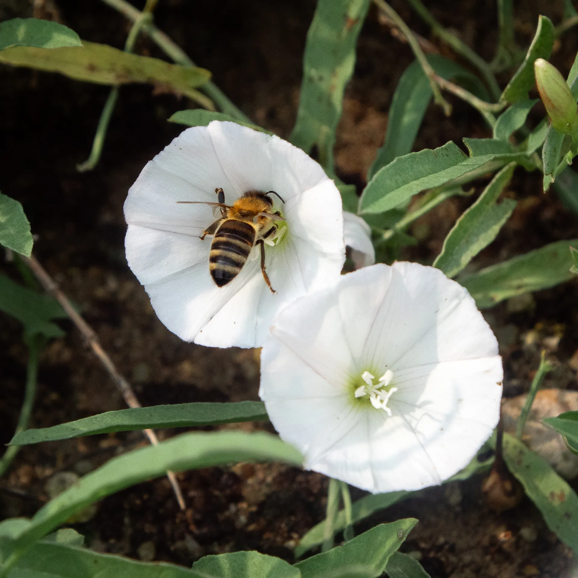 Mint Retreat Suites Halkidiki - Kalandra, Possidi - Greece - Deutsch 5 Mint Retreat Suites Halkidiki 302