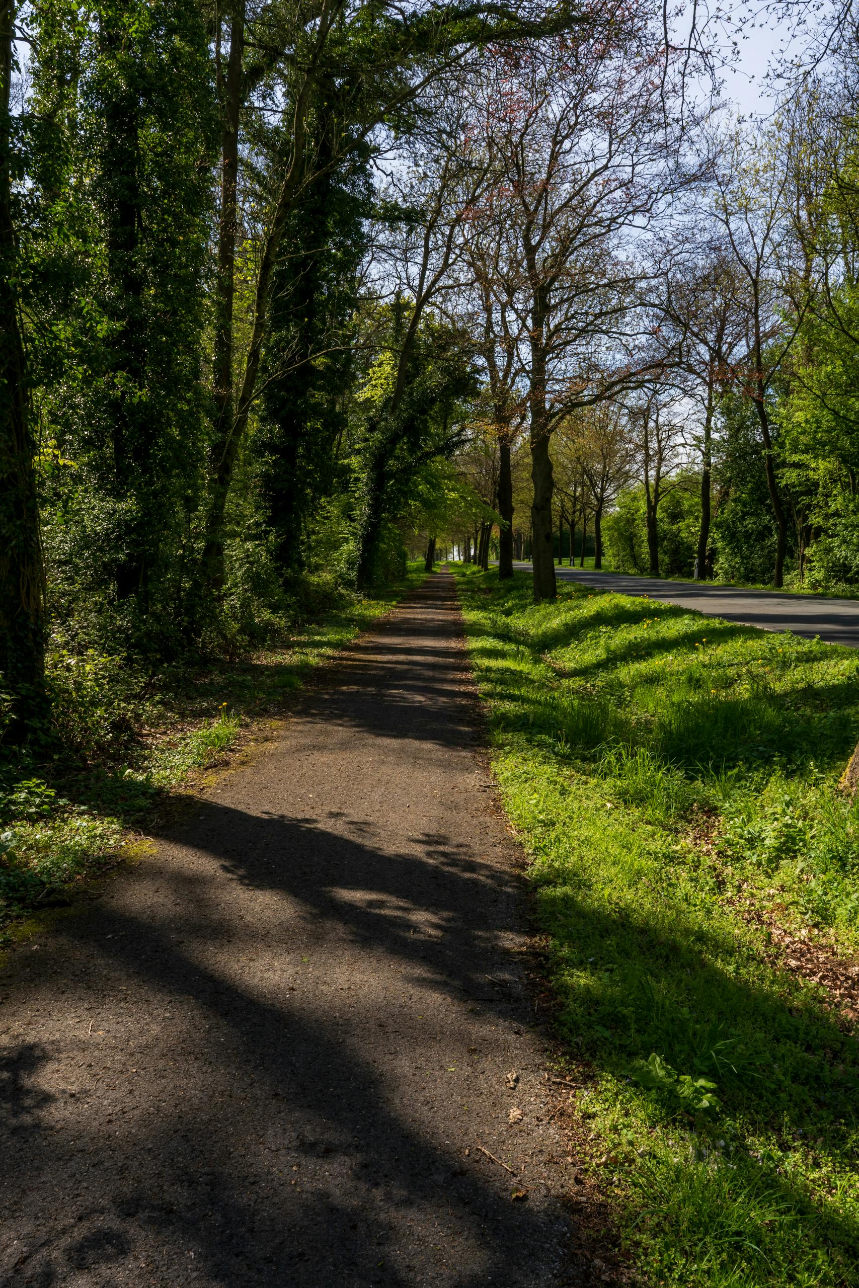 Aufregende Aktivitäten auf Chalkidiki 10 A serene forest pathway surrounded by lush greenery and trees under a bright sunny sky.